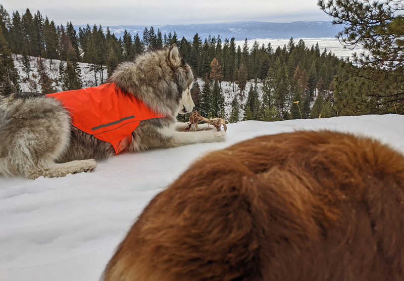 two dogs, one with bone