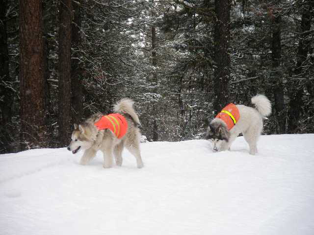 two dogs on snow