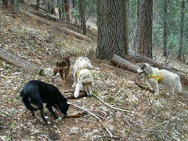 four dogs on trail