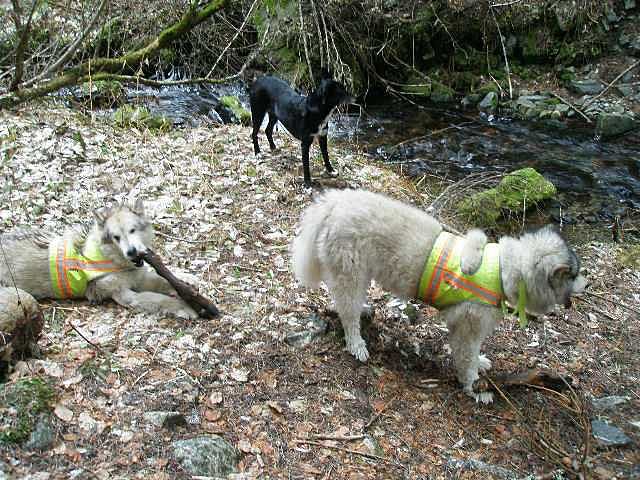 three dogs near creek