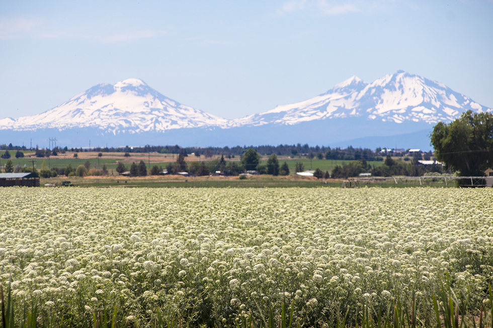 Three Sisters mountains