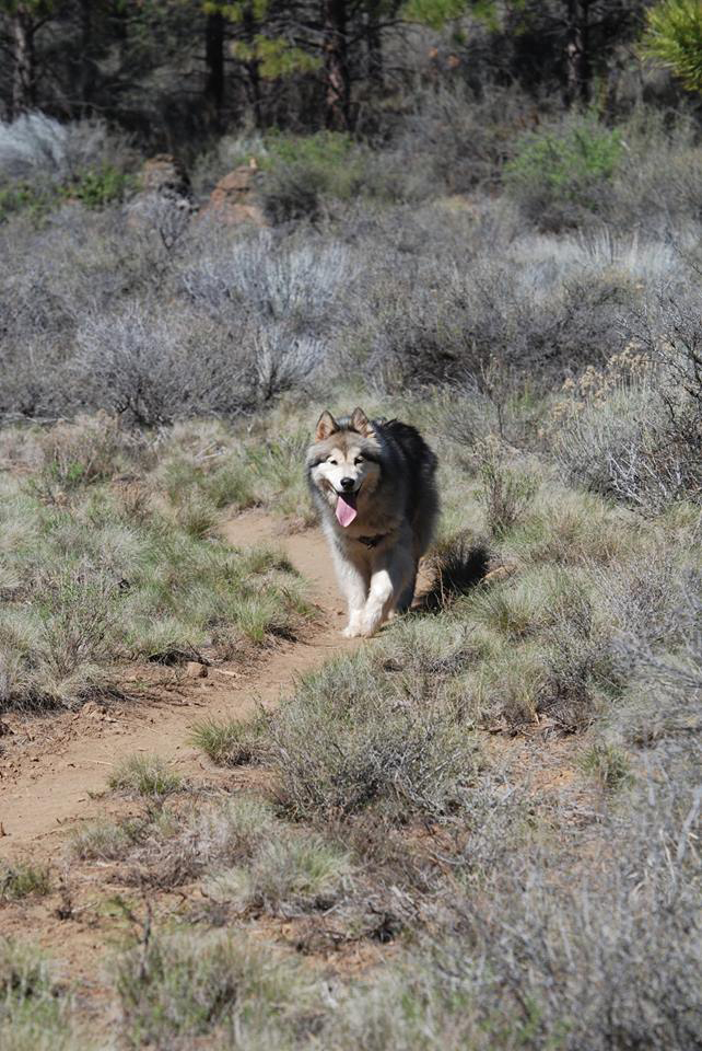 dog on trail