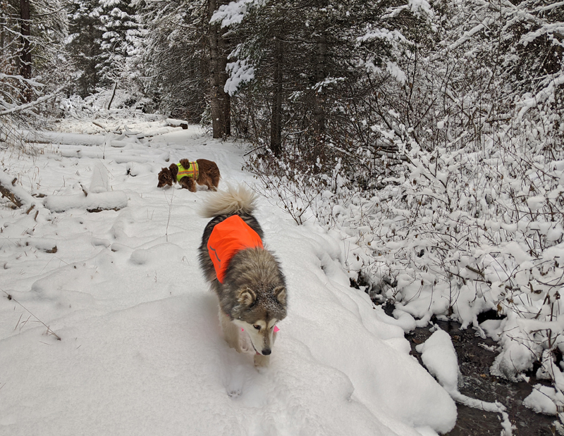 dogs on snowy trail