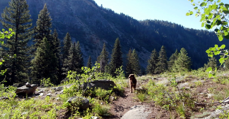 dog on trail