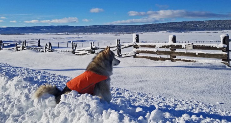 dog in snow with fence