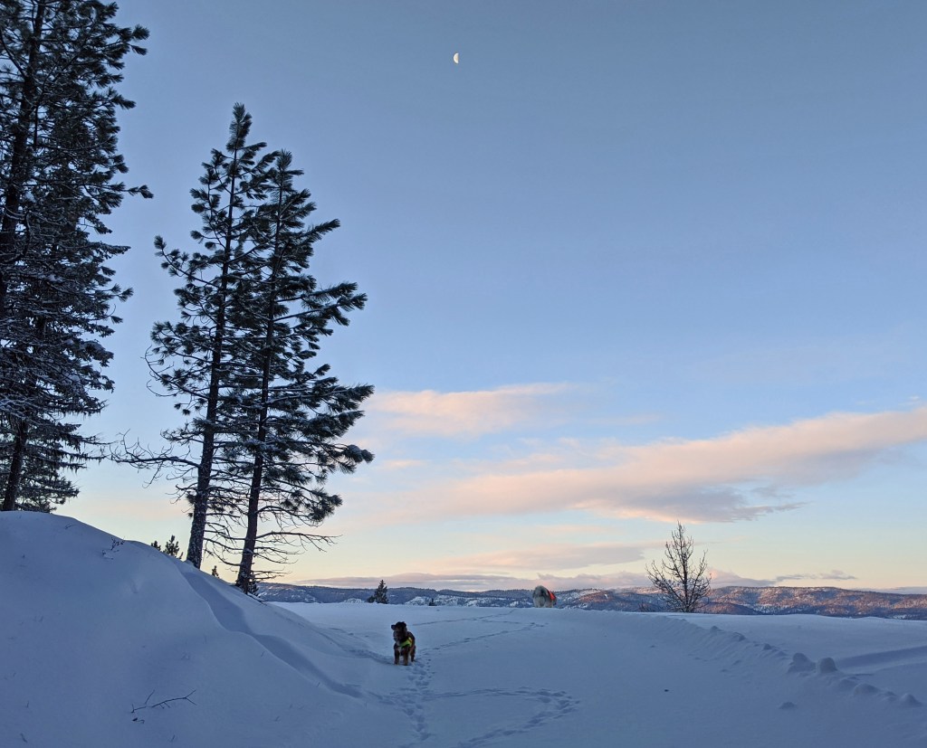 dogs on snowy forest road
