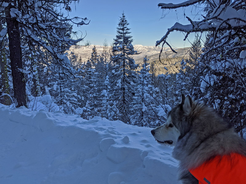 dog in snow with view