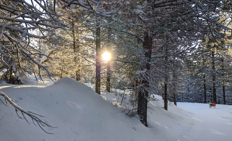 sunlight through trees in winter