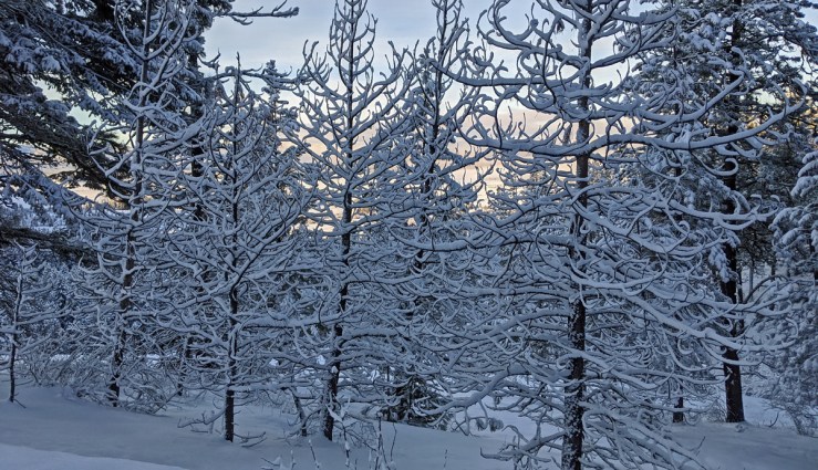 snow-covered trees