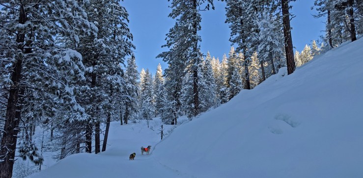 dogs, snow, sunlight