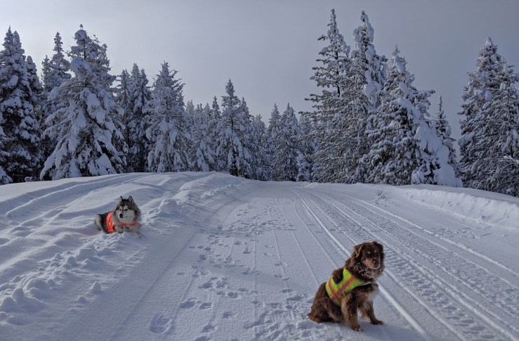 dogs in snow