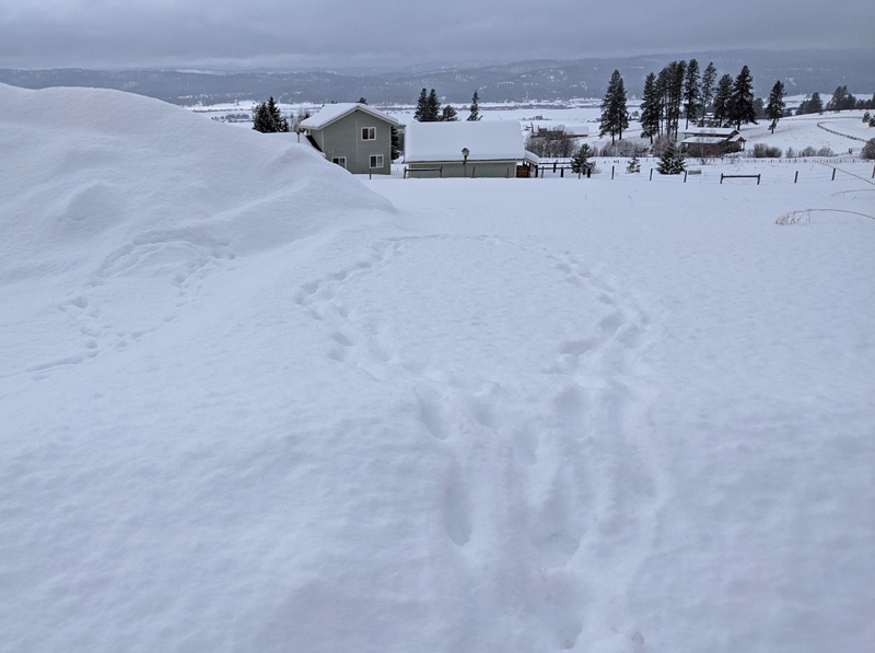 animal tracks in snow