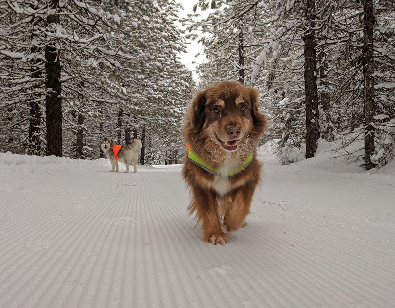 dogs on groomed snow trail