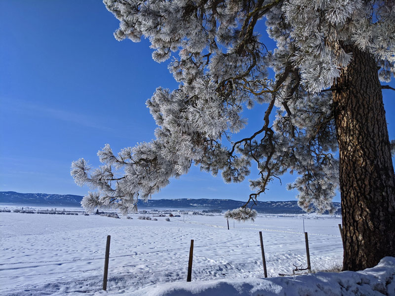 pine tree with frost