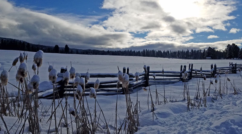 cattails and split rail fence