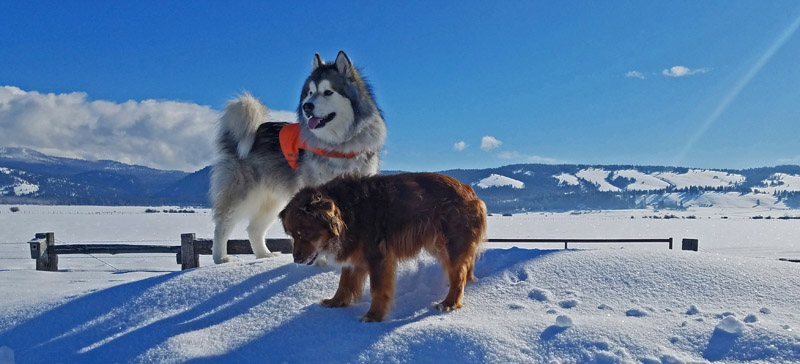 dogs on snow