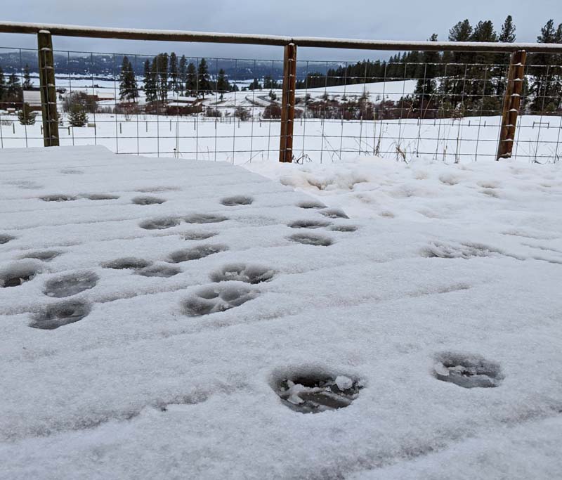 dog prints in snow