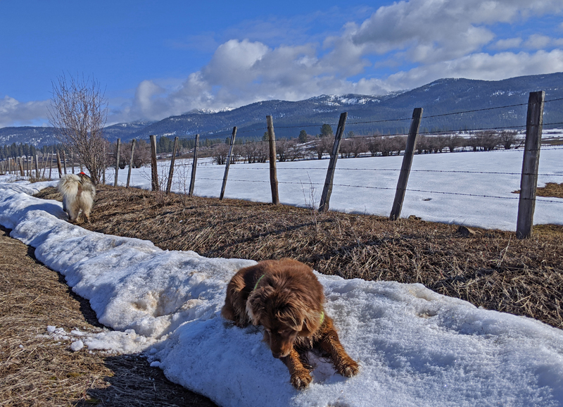 dogs, snow, fence