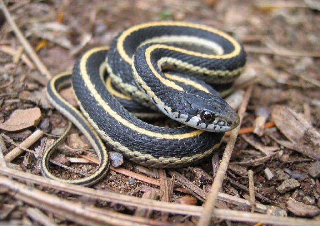 garter snake