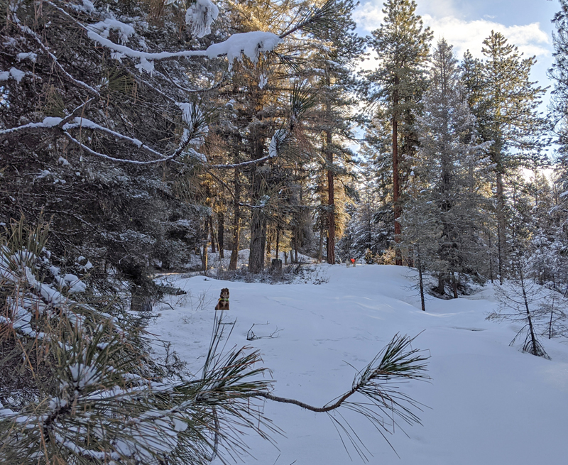 forest, snow, dogs