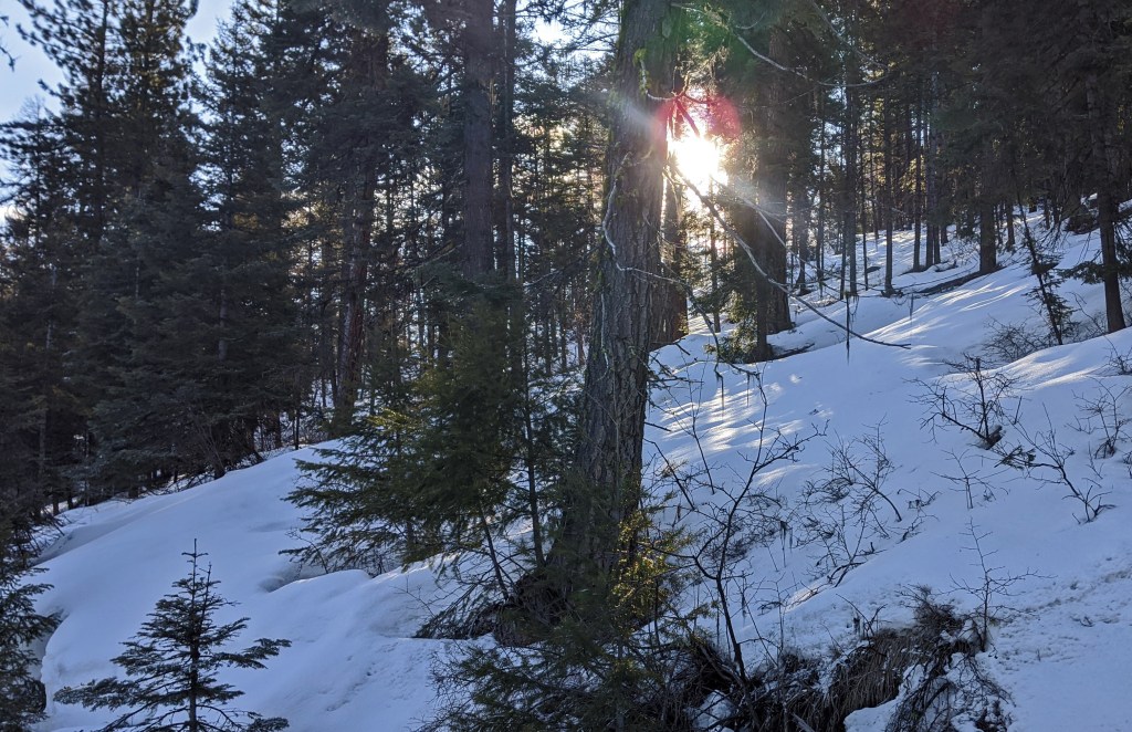 morning sun through trees