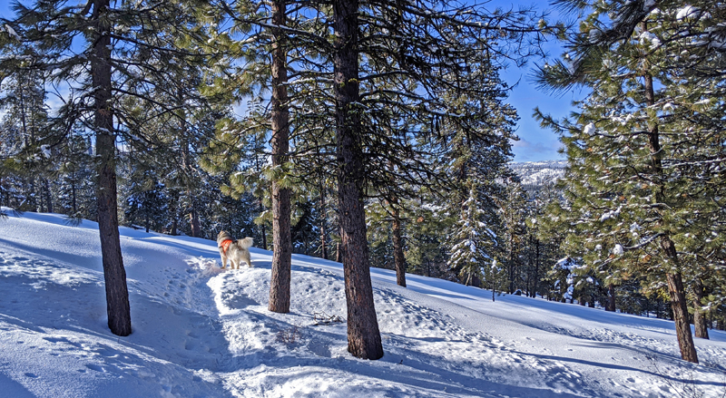 dog on snowy trail