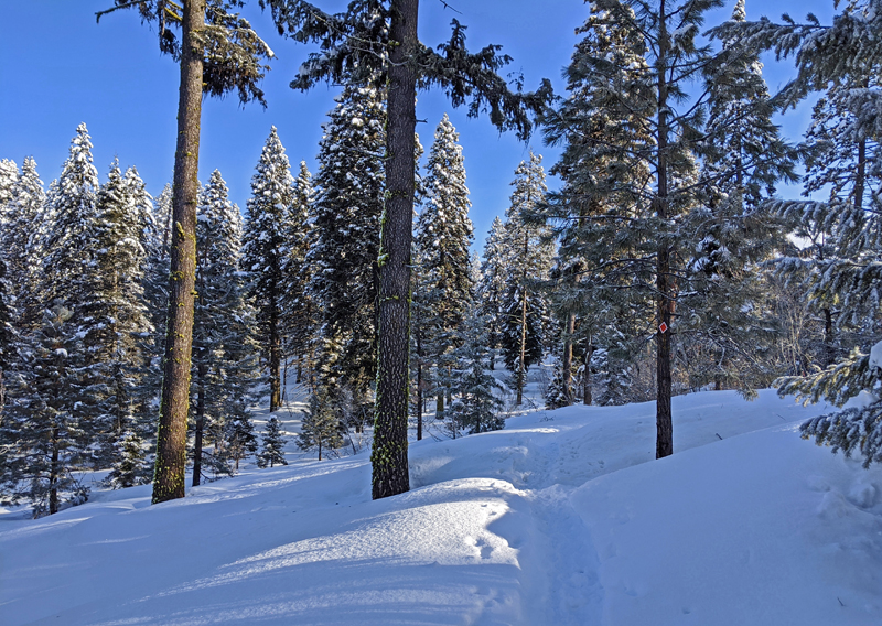 snow, trees, path