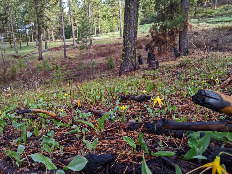 forest, wildflowers