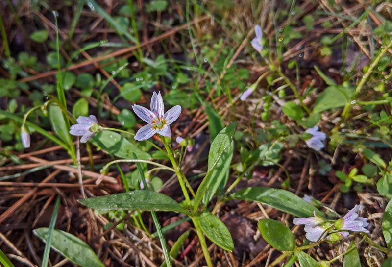 springbeauty wildflower