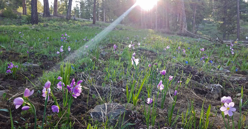 mountain wildflowers