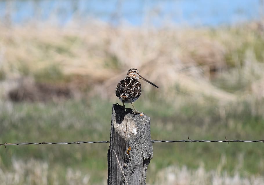 Wilson's snipe on fence post