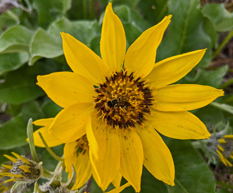 wildflower and insect