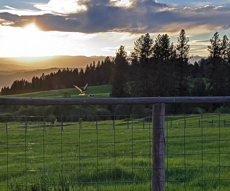 birds, fence, sunset