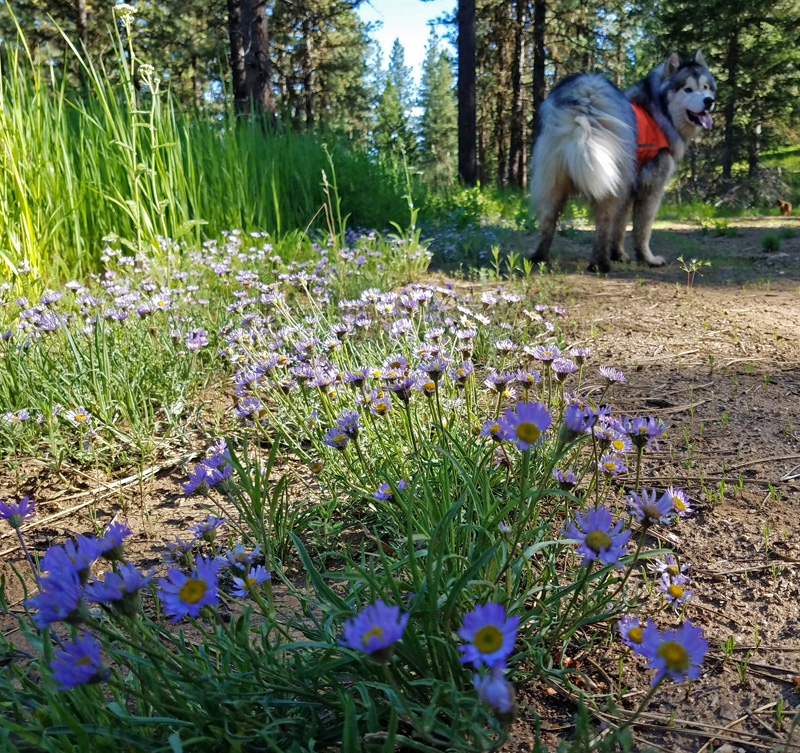 wildflowers, dog