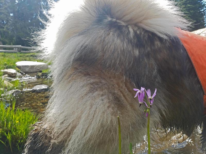 dog, wildflower