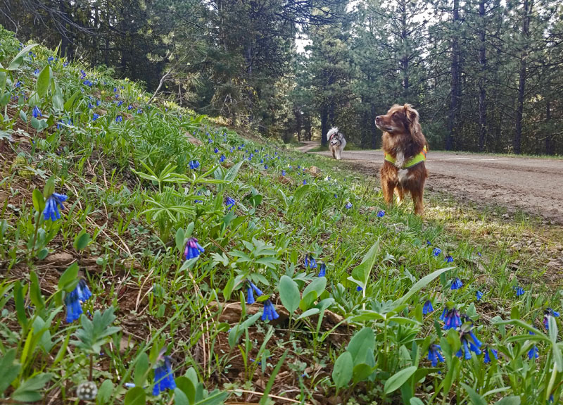 wildflowers, dog, road