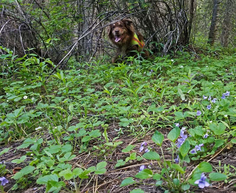 dog, wildflowers, trees