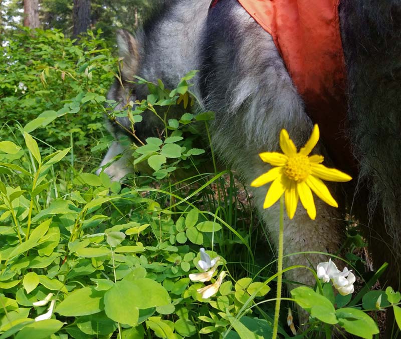 dog, wildflowers