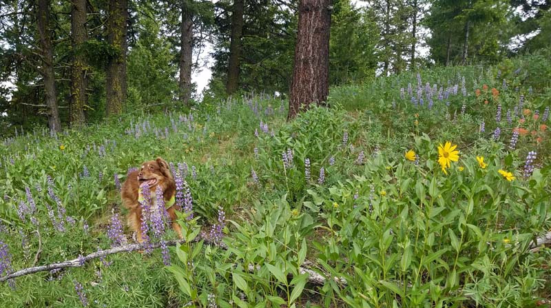 dog, wildflowers, trees