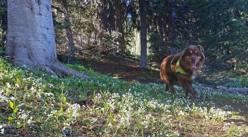 tree, wildflowers, dog