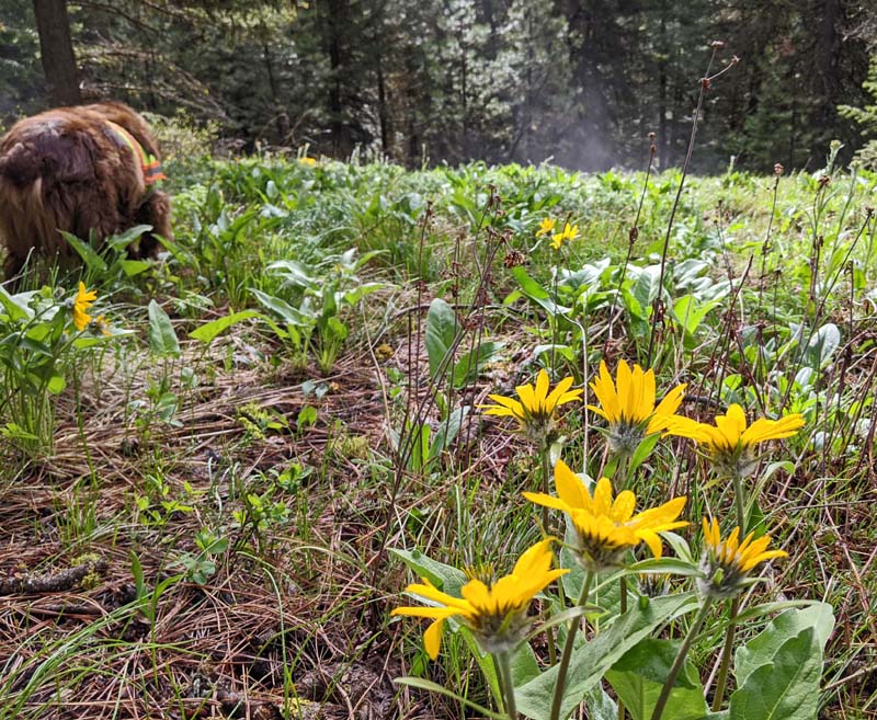 sunflowers, dog