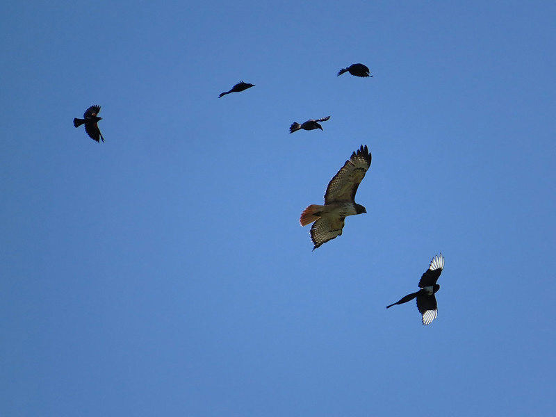 red-winged blackbirds, hawk, magpie