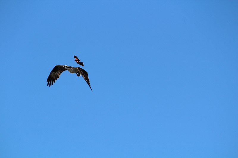 red-wing blackbird chasing osprey