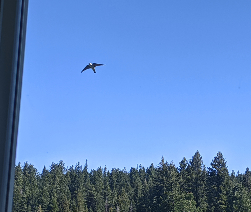 tree swallow in flight