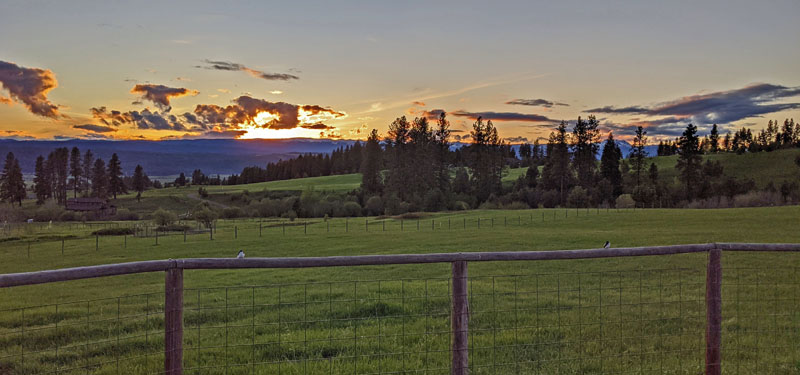 sunset, birds, fence