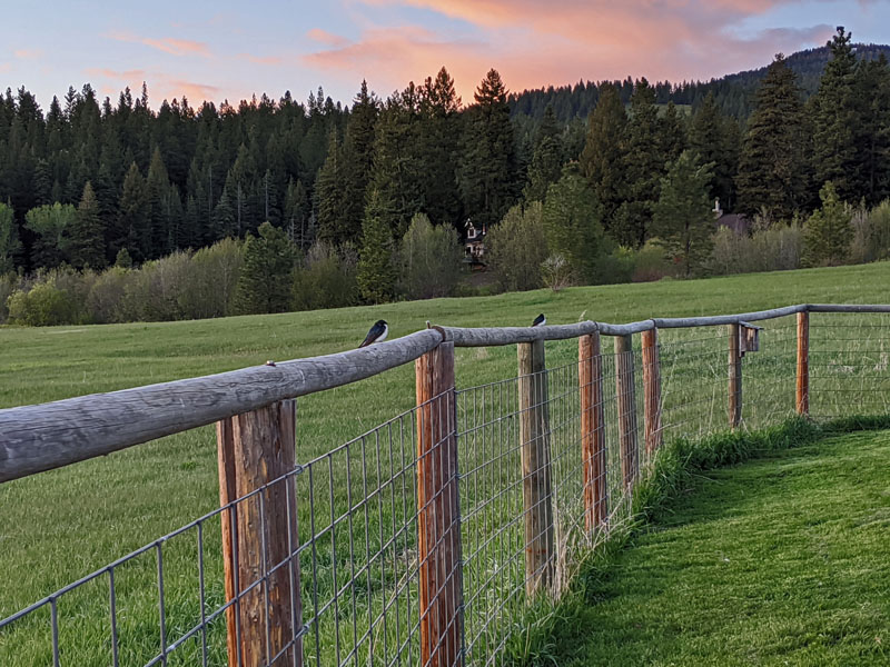 two birds on fence rail