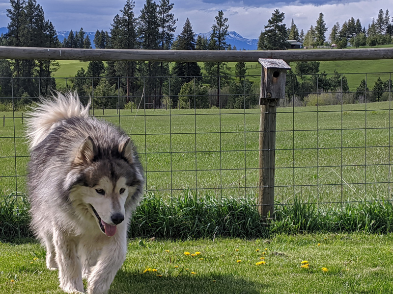 dog, fence, nesting box