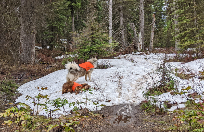 two dogs on snow