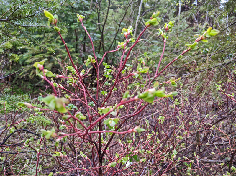 huckleberry shrub