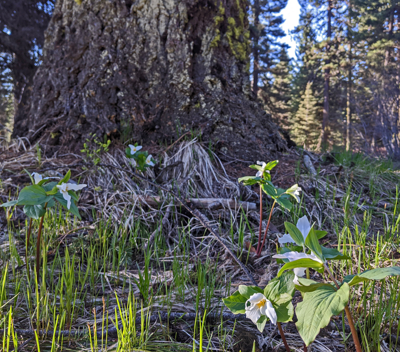 tree trunk, trillium flowers